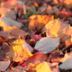 Illustration for article titled Shooting Challenge Fall Leaves Gallery 2